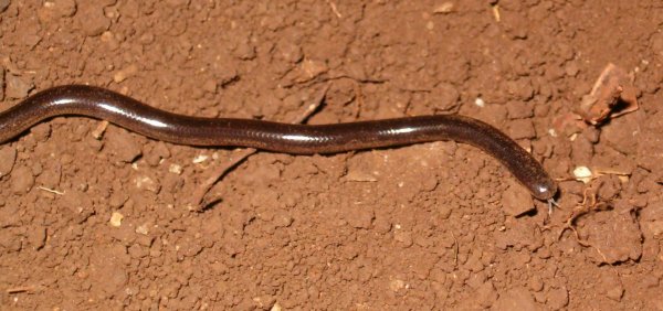Tiny blind snake sticking its tongue out