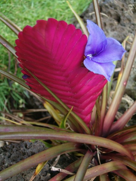 A thin leafed bromeliad with a bright fuchsia flattened flower stalk and a violet flower