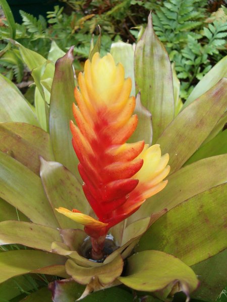 A smaller water storing bromeliad with a flattened flower stalk with the colors of an orange-yellow flame