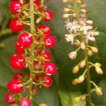 Red coral berries at the bottom of the Kukui Trail in Waimea Canyon