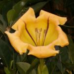 Cup of gold flower