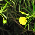 All parts of the Be-Still plant are deadly, but especially the seed pods