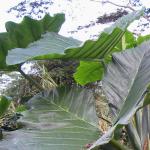 Elephant ear plants have huge heart or spade shaped leaves