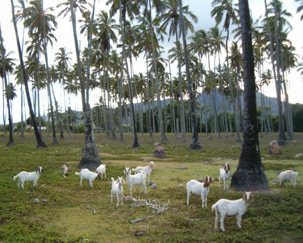 Goats staring curiously at the cameraman