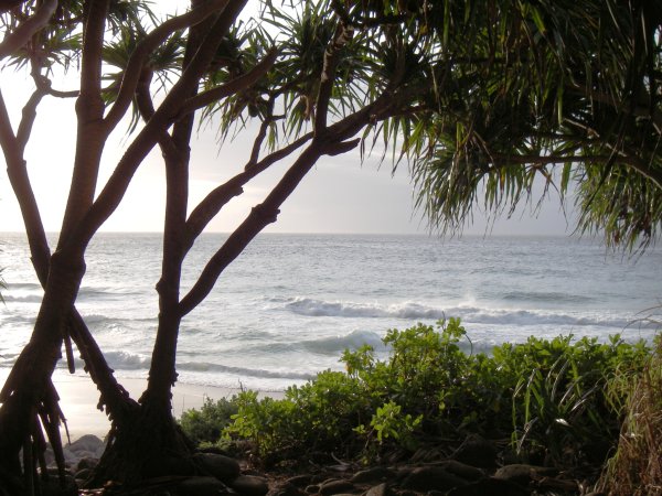 Hala tree at Hanakapiai