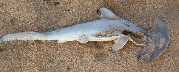 A dried out baby hammerhead shark lying on the sand, with parts eaten away by crabs