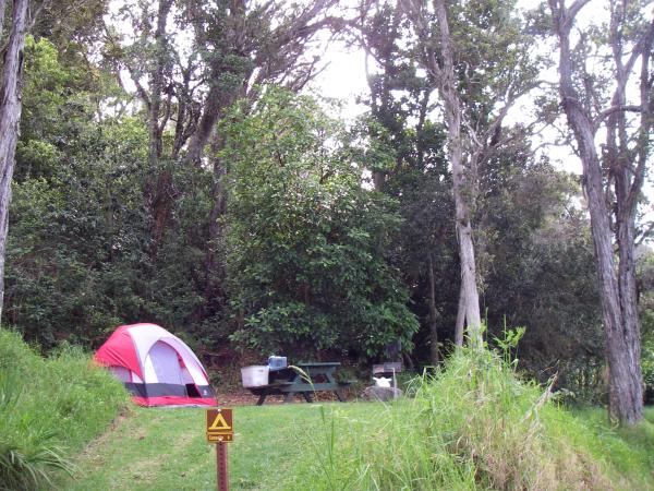 Campsite in the forest at Kokee, others are in the middle of ginger