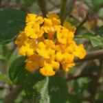 Lantana flowers are also orange, pink, and whitish, often on the cluster