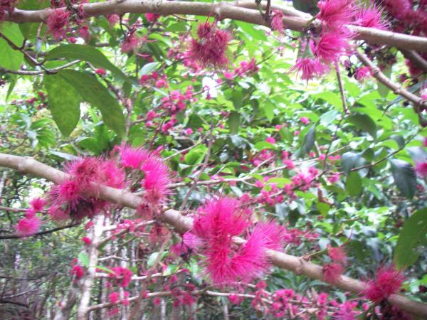 Mountain apple (syzygium malaccense) in bloom--poor photo quality due to low light