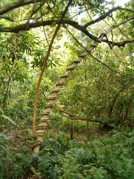 A 2 inch diameter vine wrapped 16 times around a 5 inch diameter tree to climb 20 feet to the canopy
