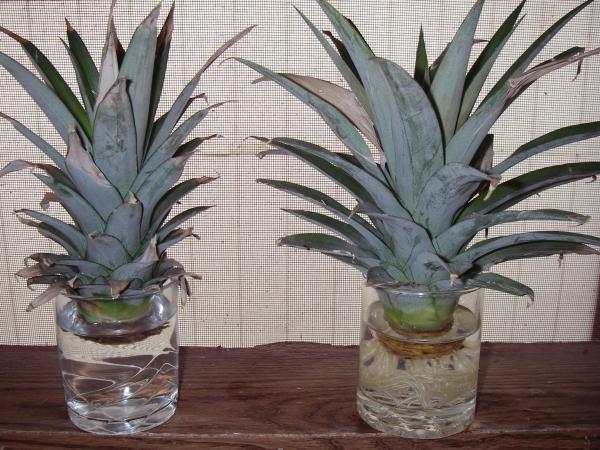 Two pineapple tops rooting in glasses of water on our kitchen window sill