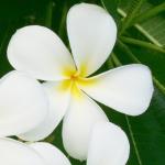 White plumeria is the most common, though yellow and red are similar in toxicity