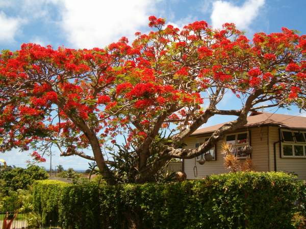 Royal Poinciana entirely covered in bright red-orange flowers