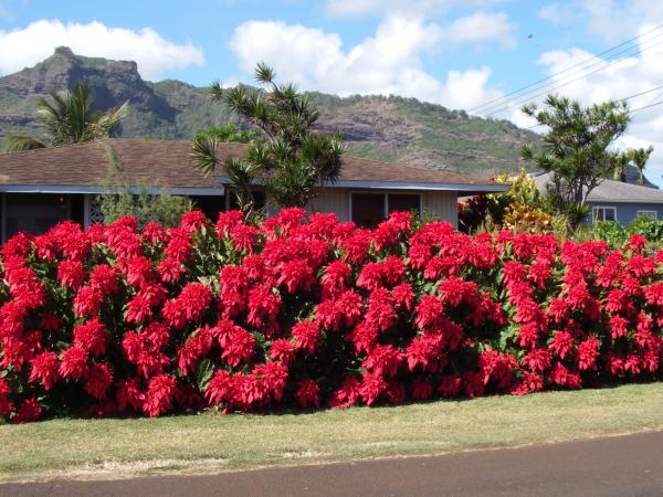 A 50-foot (15m) hedge of poinsetta in our neighborhood that blooms beautifully every winter