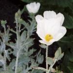 The Hawaiian Poppy has pretty white flowers and pale green stems and leaves