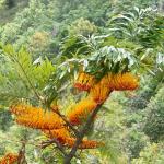 The yellow flowers of a silver oak in bloom, also along the Kukui Trail