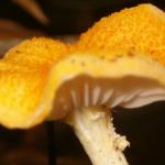 An unidentified orange mushroom, about 3 inches (8cm) in diameter, growing on a rotting log